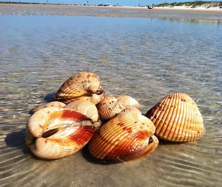 Best beaches for shells on East Coast Florida