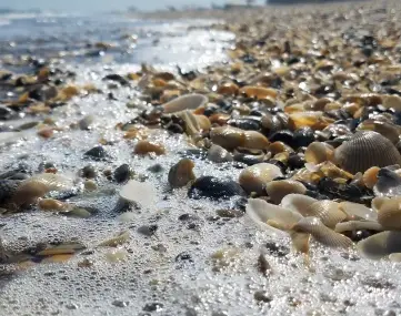 Best beaches for shells on East Coast Florida
