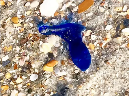 Best sea glass beaches in Florida