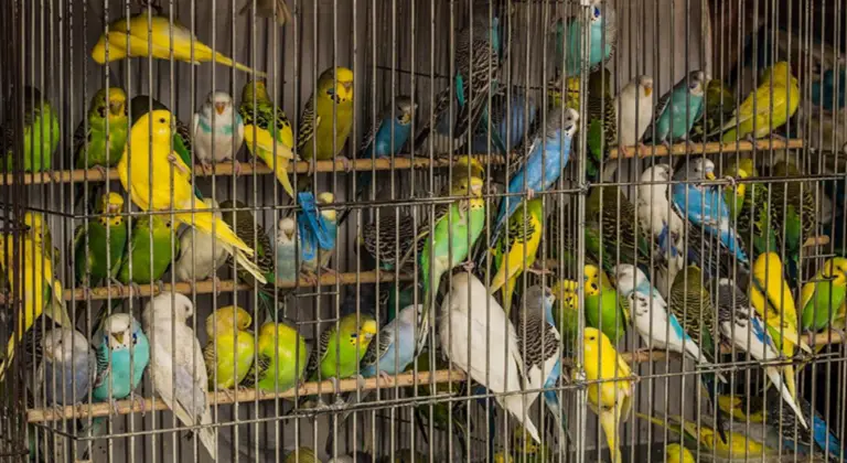 Does Petco Sell Birds Types Of Birds Available 2024 Smart Explorer does-petco-sell-birds-types-of-birds-available-2024-smart-explorer